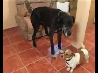 【会喷水的亲姐姐】酒店走廊姐姐裸体罚站，趴人家门口放肆浪叫，人来人往刺激！